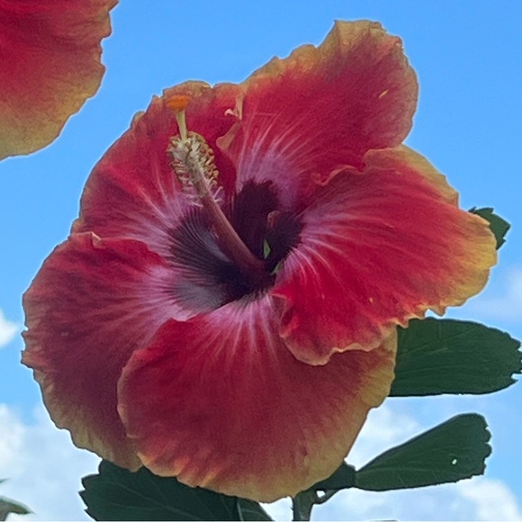 rhonda_collier